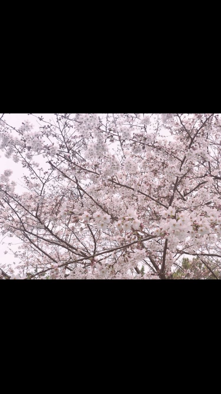 🌸桜🌸  エルステージ志段味