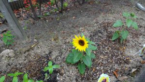 エルステージ小田井